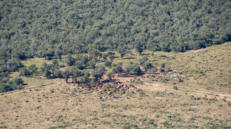 Se perdieron 6 5 millones de hect reas de bosque nativo en los